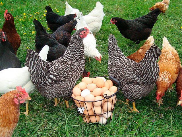 Содержание кур и уход за ними | ЗооТом - продажа, вязка и услуги для животных в Бирюче
