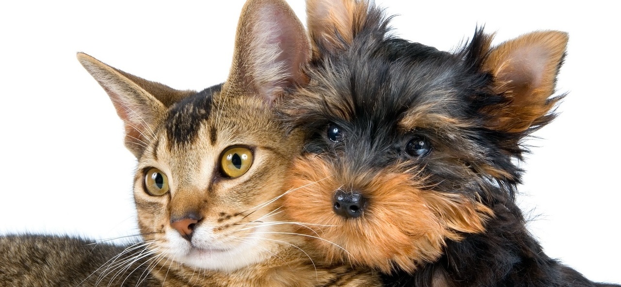 Доска объявлений о животных | ЗооТом - продажа, вязка и услуги для животных в Бирюче