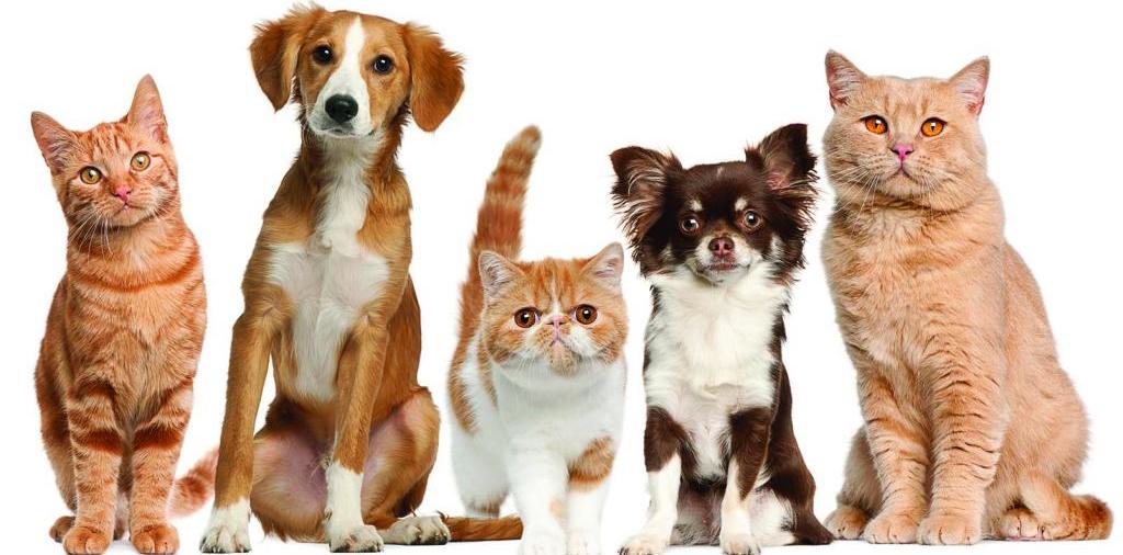 Доска объявлений о животных | ЗооТом - продажа, вязка и услуги для животных в Бирюче