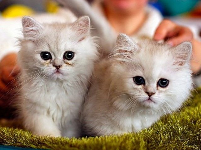 Породы кошек в Бирюче | ЗооТом портал о животных