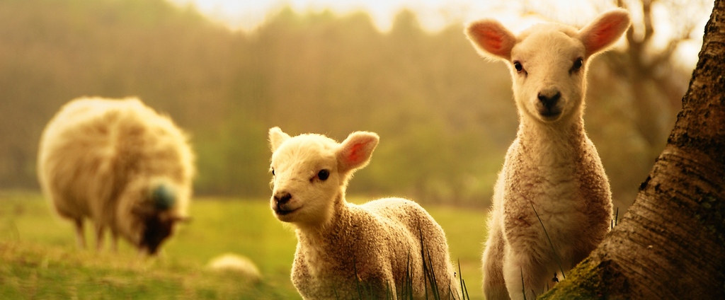 Объявления о сельскохозяйственных животных | ЗооТом - продажа, вязка и услуги для животных в Бирюче