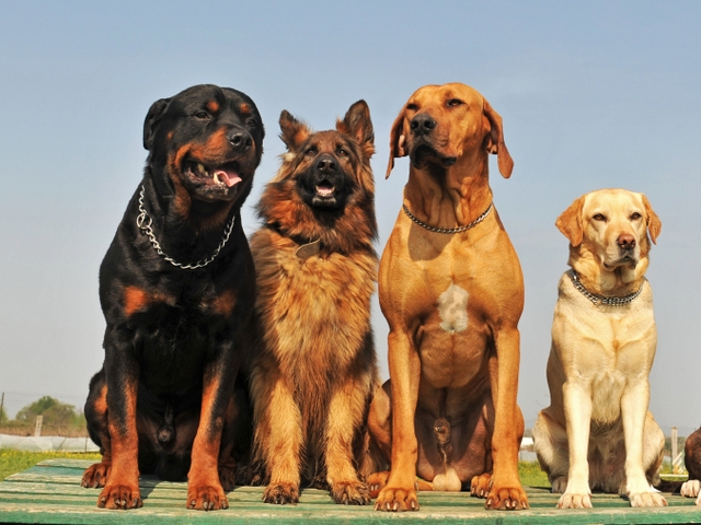 Крупные породы собак в Бирюче | ЗооТом портал о животных