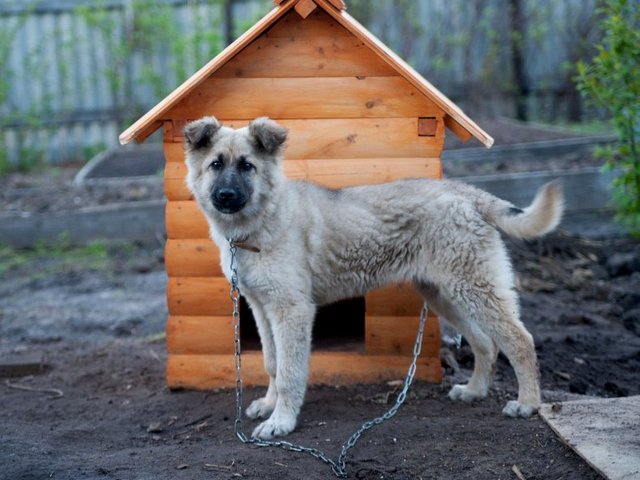 Все о собаках в Бирюче Все о собаках в Бирюче